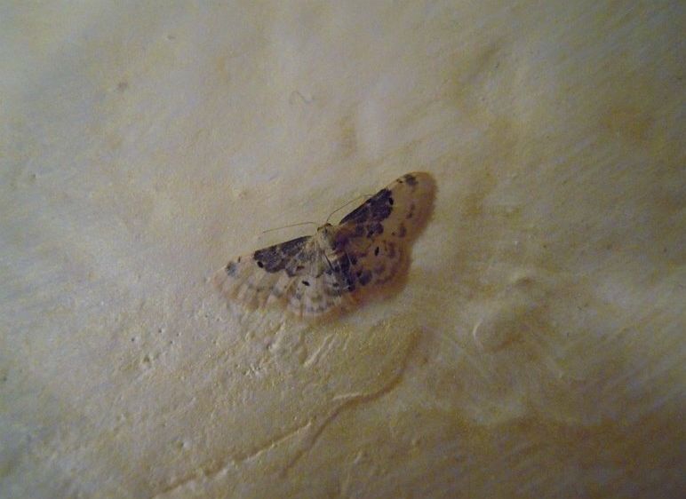 Idaea rusticata? No, idaea filicata